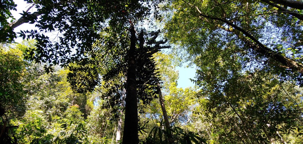 Rainforest Land Conservation in Sri Lanka