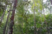 Rainforest Land Conservation in Sri Lanka
