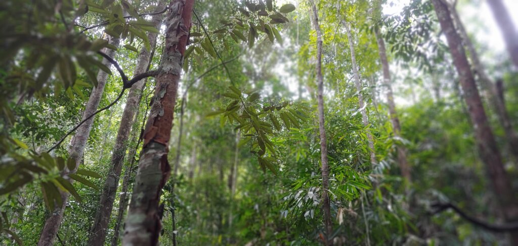 Rainforest Land Conservation in Sri Lanka