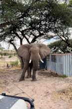 An elephant in the driveway dwarfs our containers.