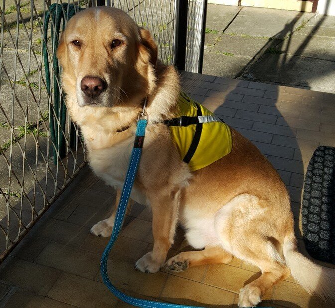 The assistance dog Fredi