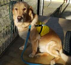 The assistance dog Fredi