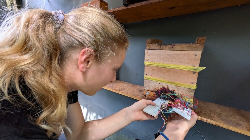 Sarah annoys some bees with sensors to count them