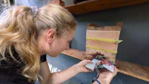 Sarah annoys some bees with sensors to count them