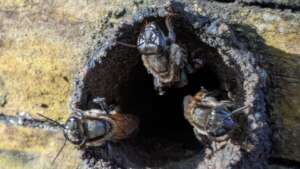 Native bees guarding their nest entrance