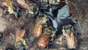 Native bees producing honey in honey pots