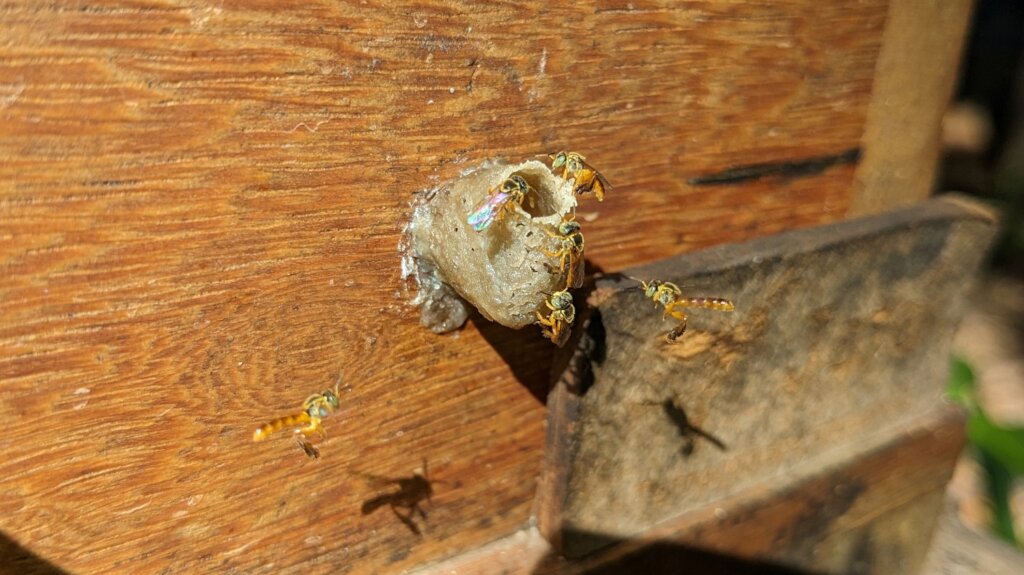 Beeworks Brazil:  Beehives for Forest Families