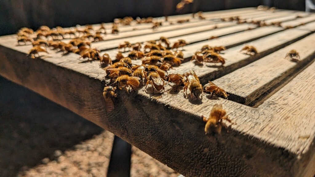Beeworks Brazil:  Beehives for Forest Families
