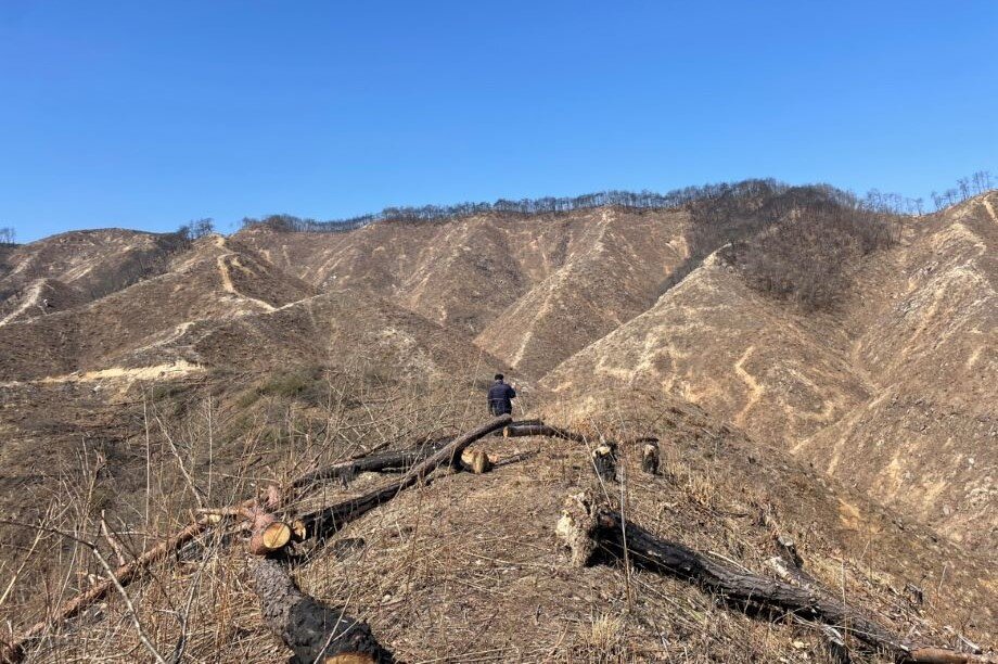 Creating a DMZ Forest of Peace in Korean Peninsula