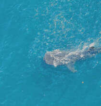 A whale shark feeding on the school fish