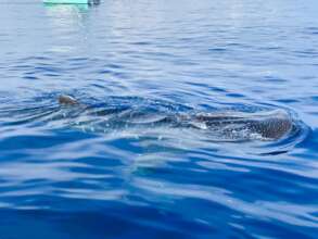 Cindy's foto, during her community monitoring