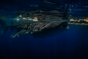 Swimming peacefully in Mexican Caribbean waters