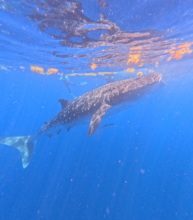 Whale shark area called "El Azul", Mexican Car.