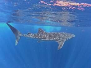 Swimming peacefully in Mexican Caribbean