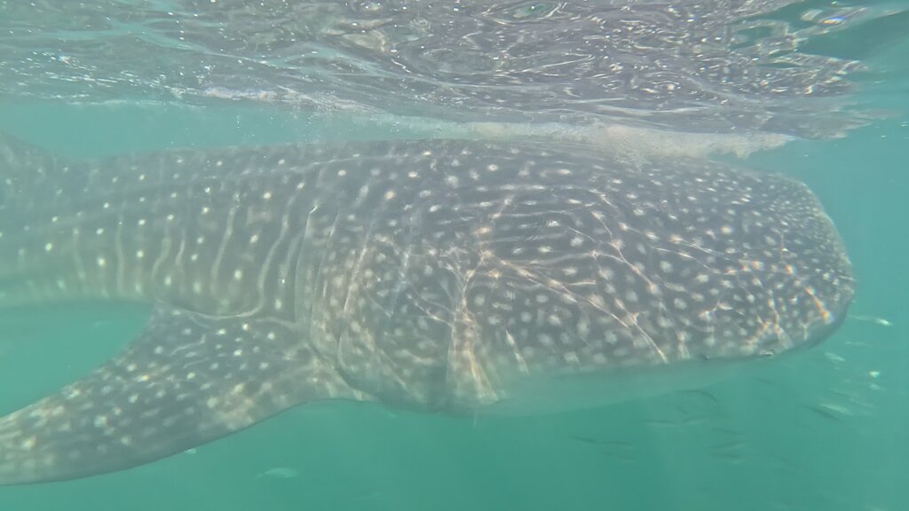 Whale shark area called "El verde" near Contoy Isl