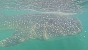 Whale shark area called "El verde" near Contoy Isl