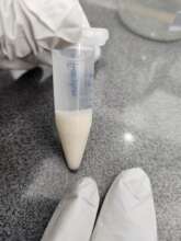 DNA extraction from fish eggs for species ID