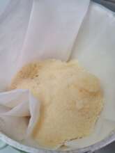 Sample of fish eggs being analyzed in lab