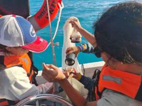 Training for whale shark food sample collection
