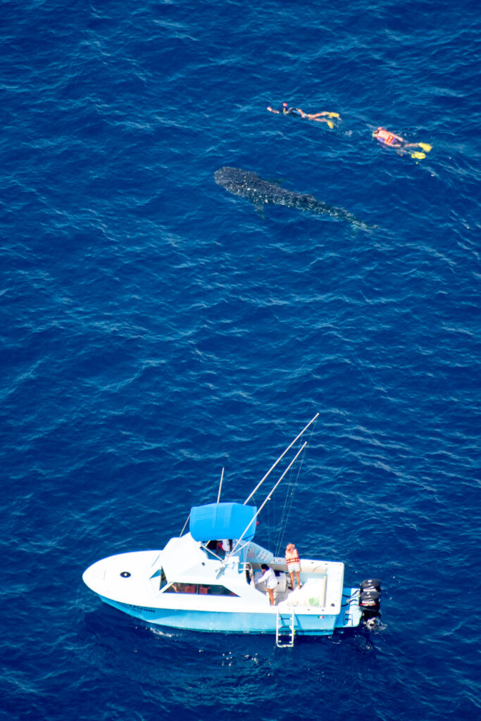 Strengthen Education for Whale Sharks Conservation