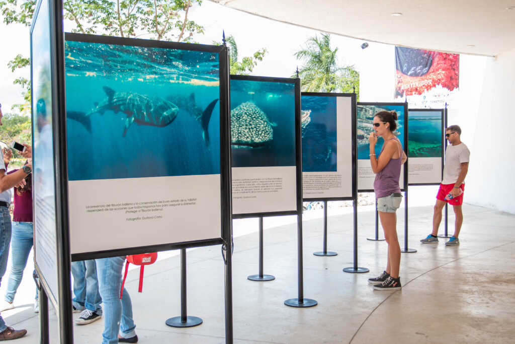 Strengthen Education for Whale Sharks Conservation