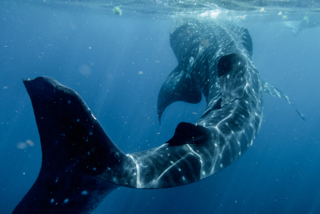 Strengthen Education for Whale Sharks Conservation