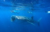 Strengthen Education for Whale Sharks Conservation logo