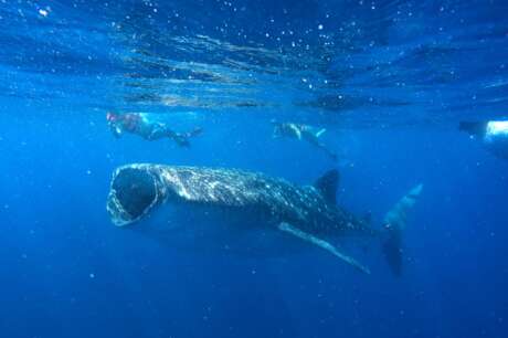 Strengthen Education for Whale Sharks Conservation