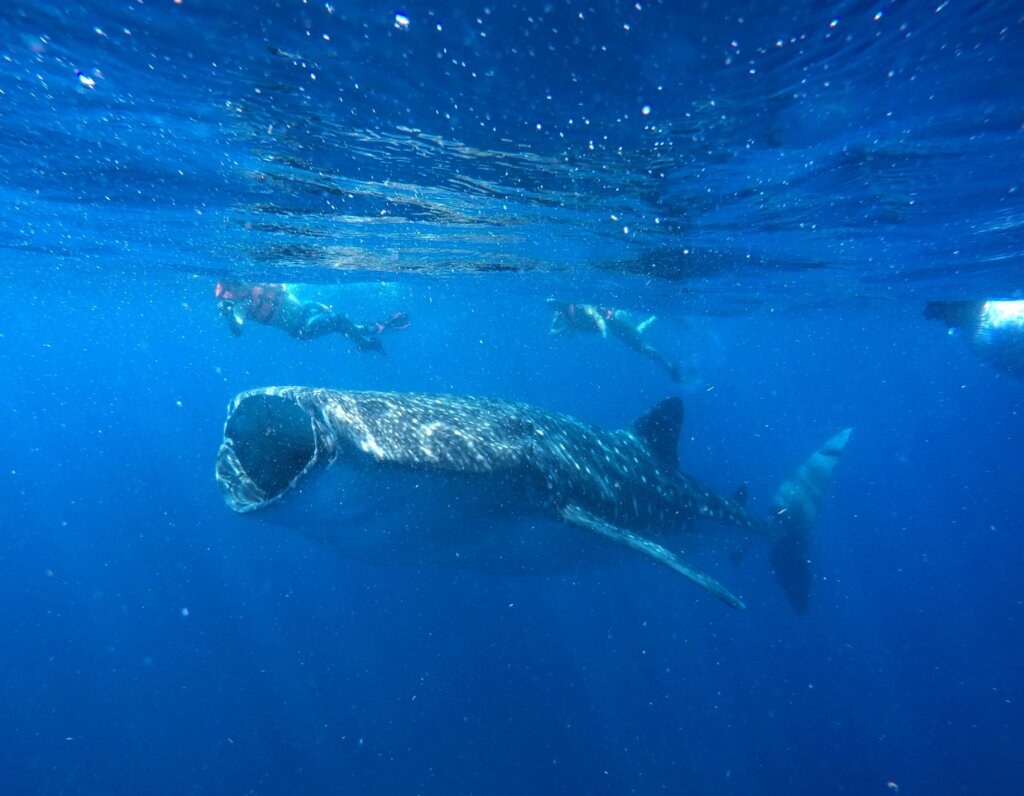 Strengthen Education for Whale Sharks Conservation