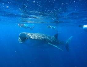 Strengthen Education for Whale Sharks Conservation