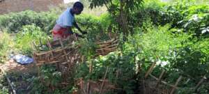 Vegetable rings before harvest
