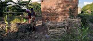 Watering vegetable rings