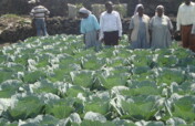 IDPs Women Humanitarian Reliefs Project in Goma