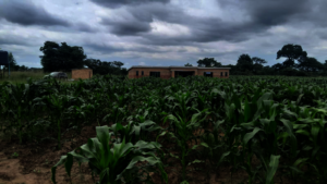 Maize crops