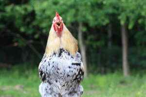 The Rooster Book