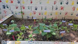Our garden now