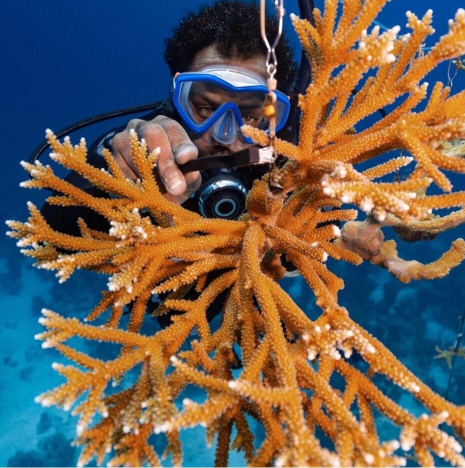 Nurturing the reef's future