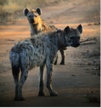 A female Spotted Hyaena that was collared