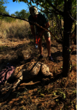 The veterinarian removes a snare from Hyaena