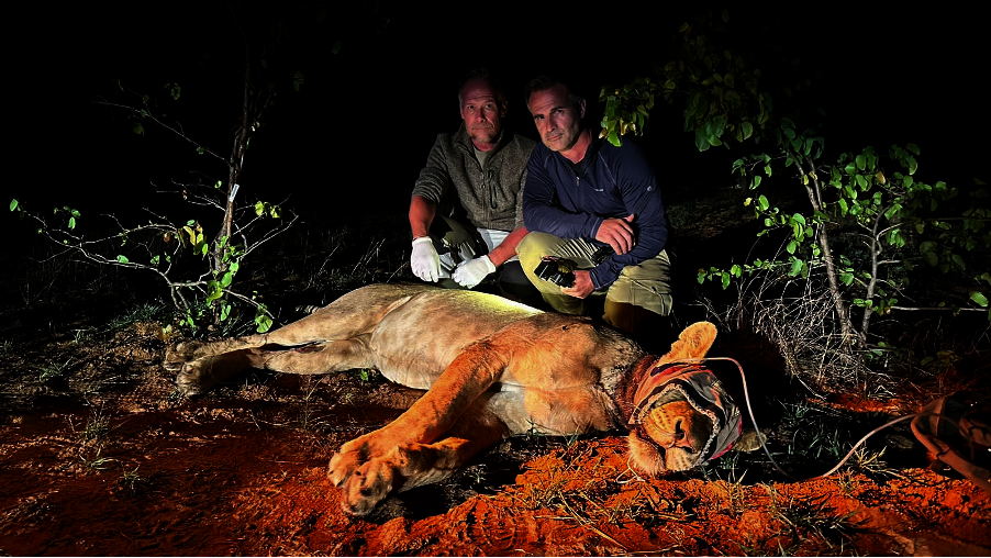 Rapid Response to Lion Poisonings in South Africa