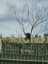 Violet relaxing in her tree
