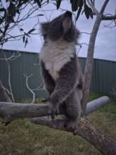 Violet in her special yard