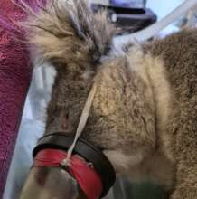 Our anaesthetic machine for thorough vet checks