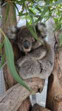 One of the seven koala joeys currently in our care