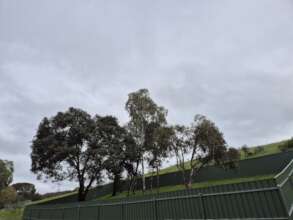 Another view of our large Koala pre-school