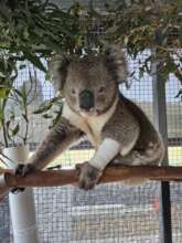 One of our Koala patients