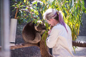 A rescue koala undergoing rehabiliation