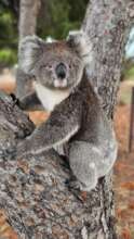 Koala back into the wild