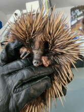 Echidna