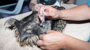 Urgent vet care for a vehicle strike victim